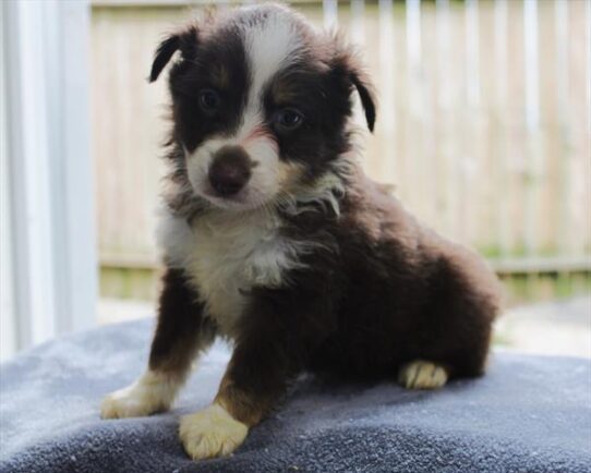 [#253389-01] Red Tan / White M Miniature Australian Shepherd Puppies For Adoption