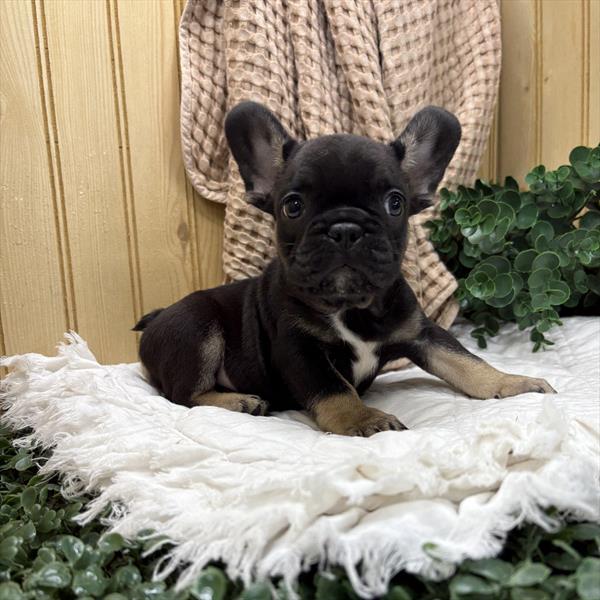 French Bulldog - 5964806 Image #1
