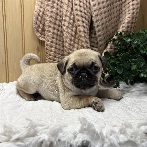 Pug - 5964838 Image #1