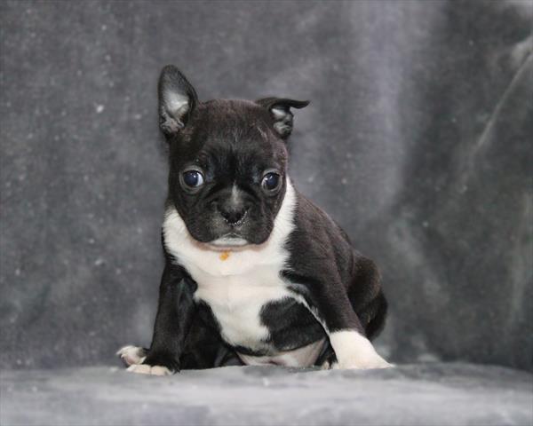Boston Terrier - 5964850 Image #1