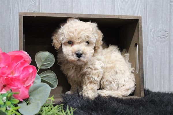 Teddy- 5964827 Image #1