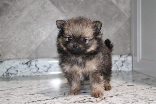 [#26193-01] Brown M Pomeranian Puppies For Adoption