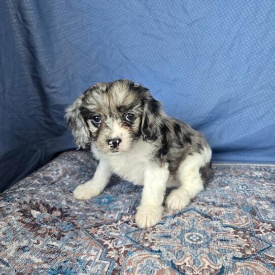 [#253526-06] Blue Merle F Cavapoo Puppies For Adoption