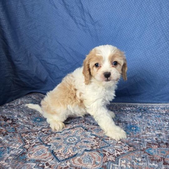 [#253526-01] Red / White M Cavapoo Puppies For Adoption