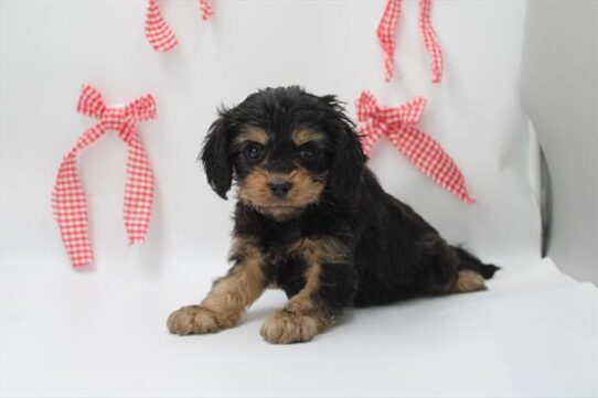 [#253407-01] Black / Tan M Cavapoo Puppies For Adoption