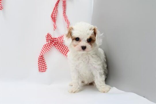 [#253407-03] White / Red F Cavapoo Puppies For Adoption