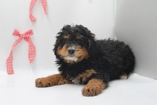 [#2617-02] Tri-Colored M Bernedoodle Puppies For Adoption