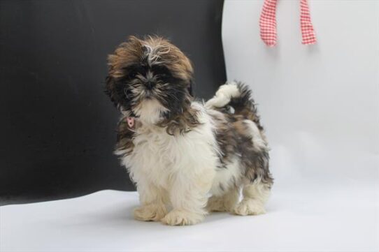 [#253166-03] Brown / White F Shih Tzu Puppies For Adoption
