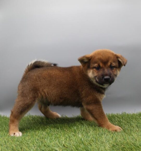 [#253449-01] Red Sesame M Shiba Inu Puppies For Adoption
