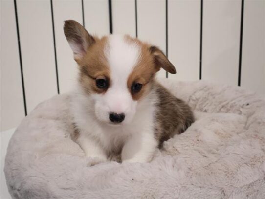 [#2664-02] Red / White M Pembroke Welsh Corgi Puppies For Adoption