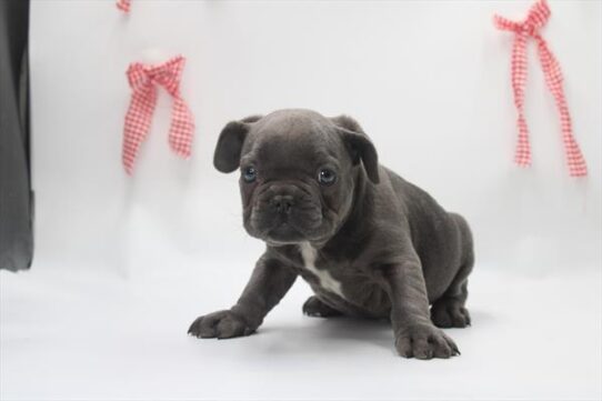[#253234-02] Blue M French Bulldog Puppies For Adoption