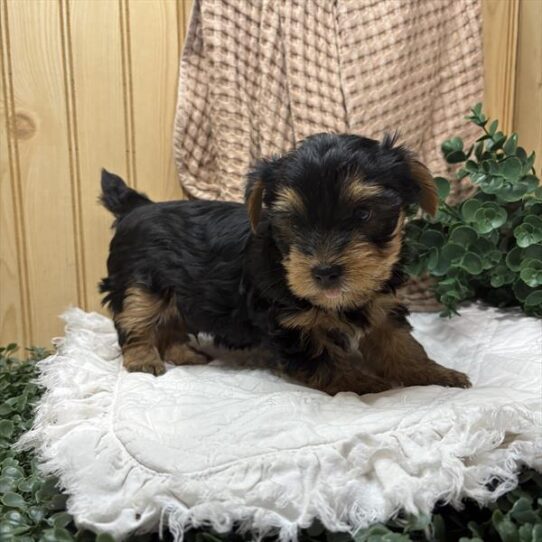 [#26117-01] Black / Tan M Yorkshire Terrier Puppies For Adoption