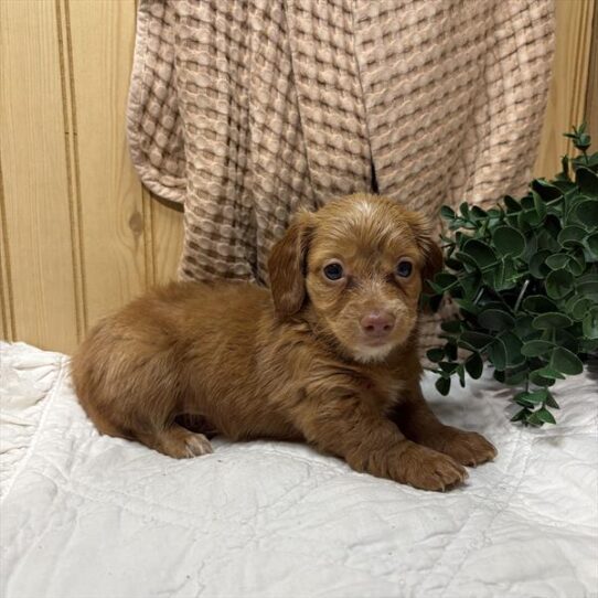 [#26118-03] Red F Dachshund Puppies For Adoption