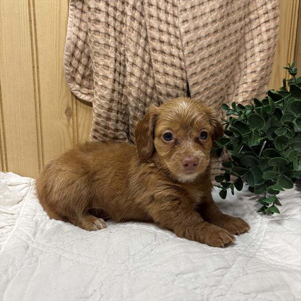 Dachshund - 5964836 Image #1