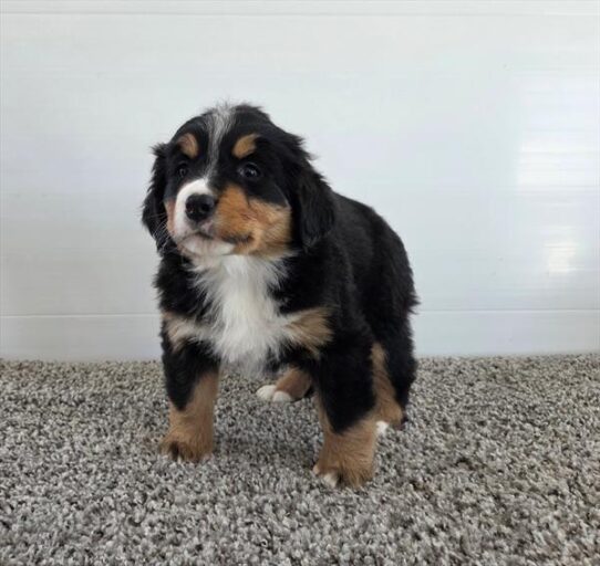[#251119-08] Tri-Colored F Bernese Mountain Dog Puppies For Adoption