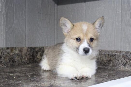 [#26315-07] Red / White F Pembroke Welsh Corgi Puppies For Adoption