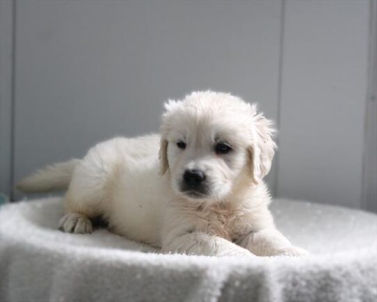 [#26339-03] Golden M Golden Retriever Puppies For Adoption