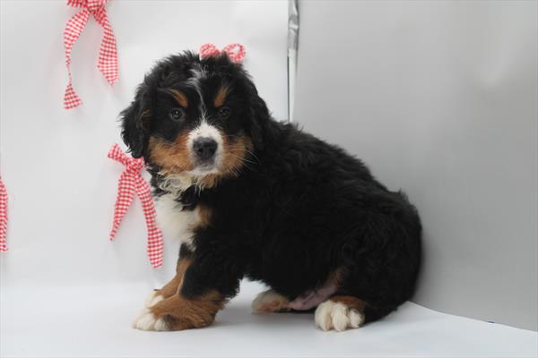 Bernese Mountain Dog - 5964849 Image #1