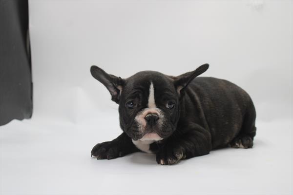 French Bulldog - 5964831 Image #1