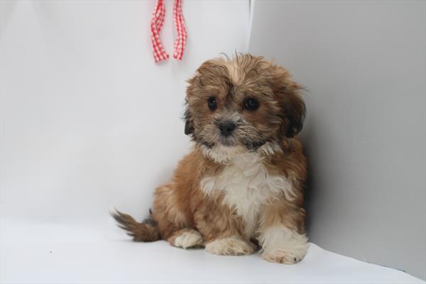 Snickerdoodle Image #1