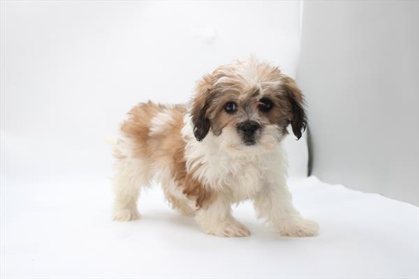 Teddy Bear - 5964821 Image #1