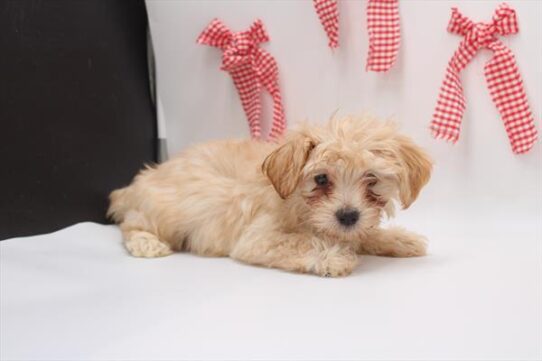 [#253478-01] Apricot M Morkie Puppies For Adoption