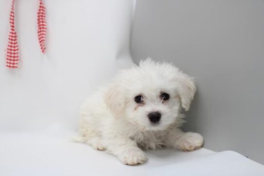 [#26241-05] White M Bichon Frise Puppies For Adoption