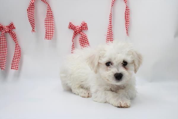 Bichon Frise - 5964837 Image #1