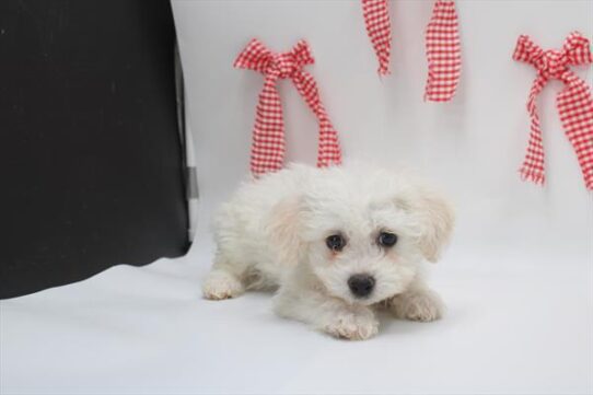 [#26241-07] White F Bichon Frise Puppies For Adoption