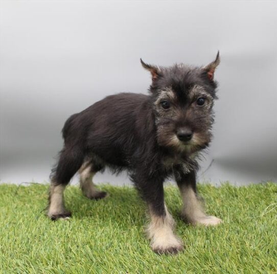 [#253505-07] Black / Silver F Miniature Schnauzer Puppies For Adoption