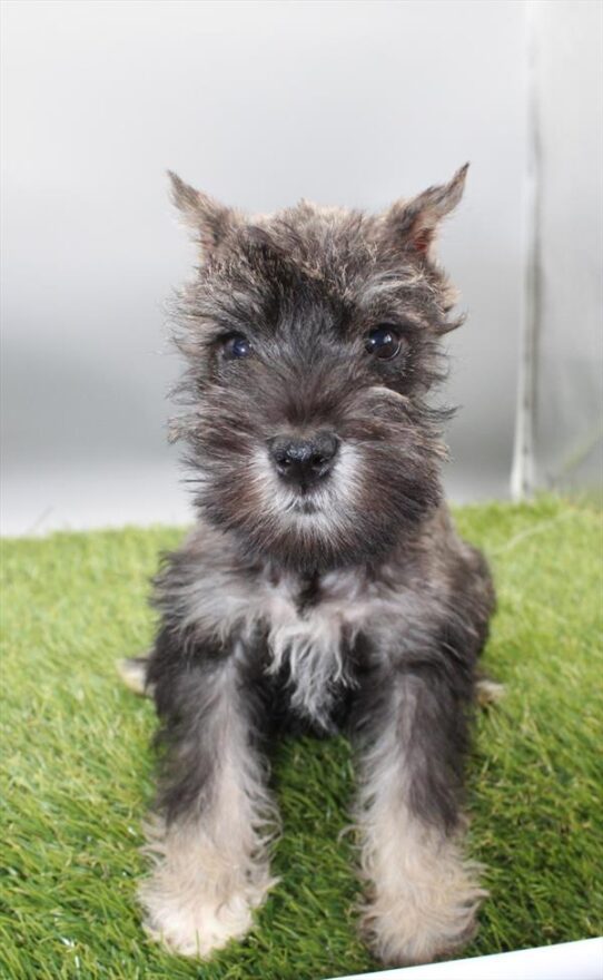 [#253505-08] Black / Silver F Miniature Schnauzer Puppies For Adoption