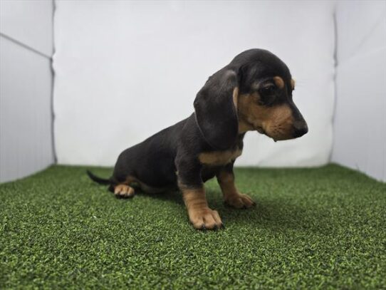 [#2624-05] Black / Tan F Dachshund Puppies For Adoption