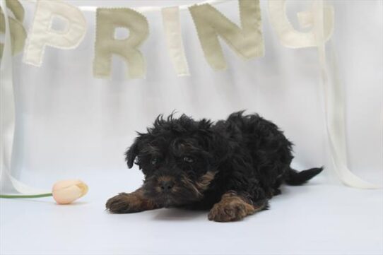 [#26236-02] Black / Tan M Yorkiepoo Puppies For Adoption