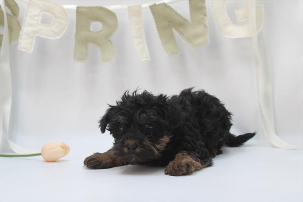 Yorkiepoo - 5964851 Image #1
