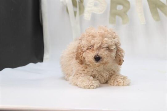 [#2642-01] White M Morkie Puppies For Adoption