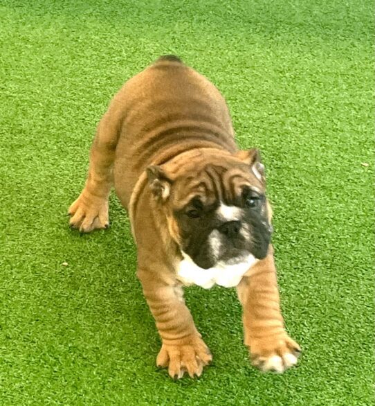 [#253237-05] Red / White F English Bulldog  Puppies For Adoption