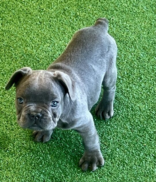 [#253234-02] Blue M French Bulldog Puppies For Adoption