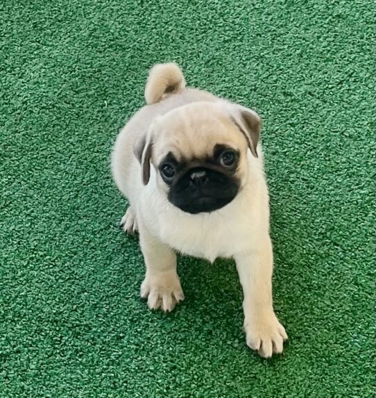 [#253275-02] Fawn M Pug Puppies For Adoption