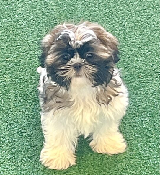 [#253166-03] Brown / White F Shih Tzu Puppies For Adoption