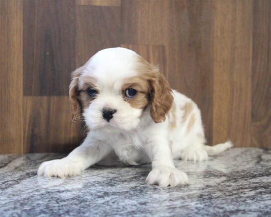 [#2679-03] Blenheim M Cavalier King Charles Spaniel Puppies For Adoption