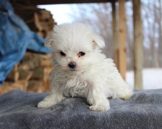 [#2621-03] White M Maltese Puppies For Adoption