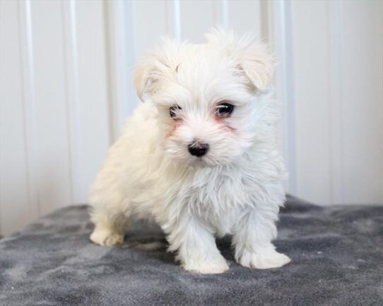[#253549-01] White M Maltese Puppies For Adoption
