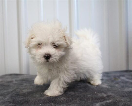 [#253549-02] White M Maltese Puppies For Adoption