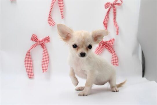 [#252920-02] Cream F Chihuahua Puppies For Adoption