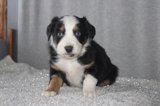 [#26273-02] Tri-Colored F Miniature Australian Shepherd Puppies For Adoption