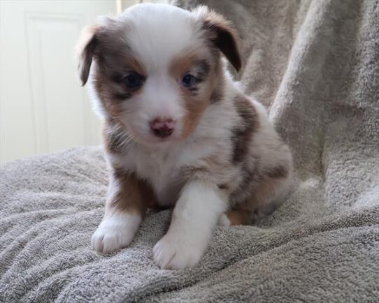 [#26179-06] Red Merle F Miniature American Shepherd Puppies For Adoption