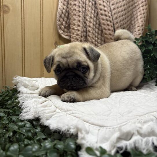 [#253490-01] Fawn M Pug Puppies For Adoption