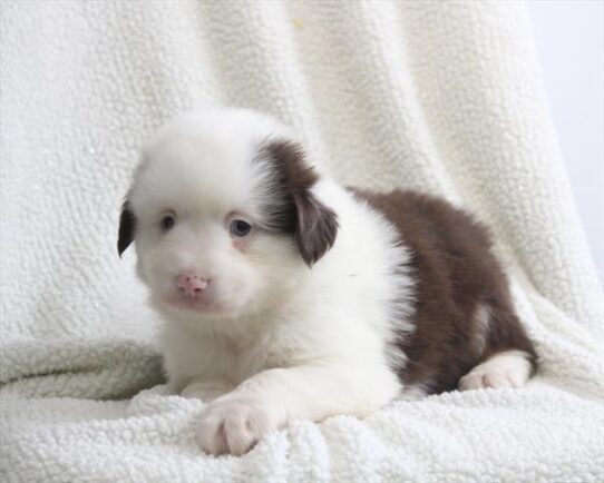 [#2692-05] Red Tan / White F Miniature American Shepherd Puppies For Adoption