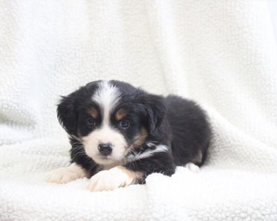[#2693-05] Tri-Colored F Miniature American Shepherd Puppies For Adoption