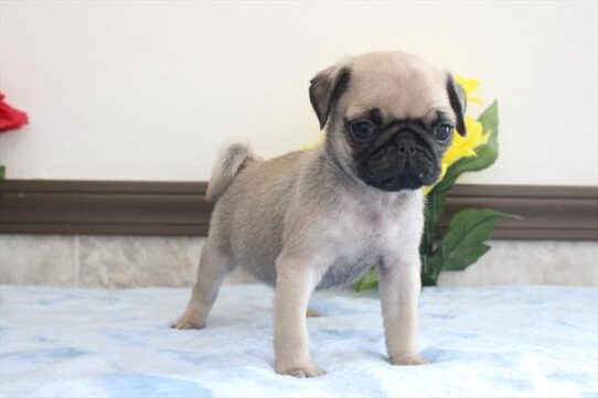 [#2612-05] Fawn M Pug Puppies For Adoption